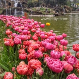 Emirgan Korusu Lale Festivali Giriş